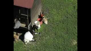 Nella vecchia fattoria...