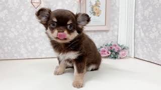 チワワ(ロング)の動画01