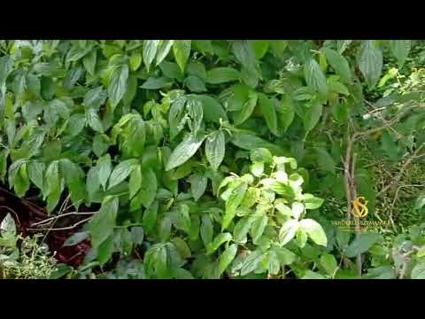 FAZENDINHA A VENDA COM 33,2 HECTARES JARDINÓPOLIS SC