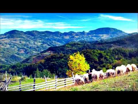 Александар Аца Трандафиловић - Чај горо, лане моје