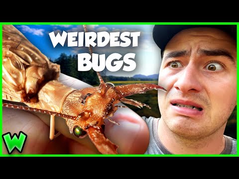These Strange Insects Will Blow Your Mind