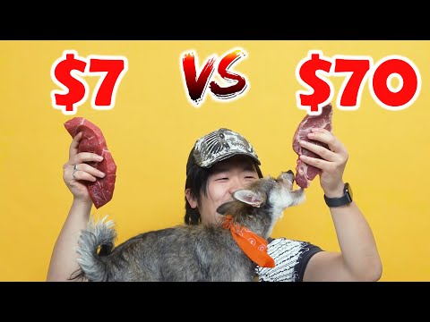 Can A Dog Tell: $7 Cheap Steak VS $70 Wagyu Steak