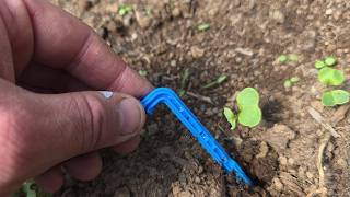 Don't watch if you prefer a difficult drip irrigation system