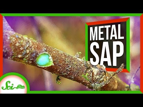 This Tree Oozes Metal Sap