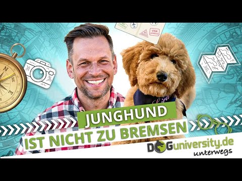 JUNGHUND ist nicht zu bremsen ▶︎ Grenzen setzen und Führung übernehmen | DOGUNIVERSITY UNTERWEGS
