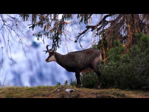 Gamsbrunft November 20 15