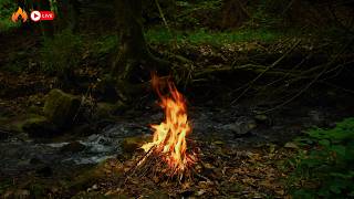Leave All Worries Behind by the Campfire in the Deep Forest | Healing Sounds of Nature