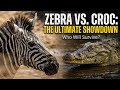 Crocodiles Vs Zebra Family Natural World The Crossing