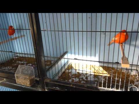 My new Redfactor canaries 2015