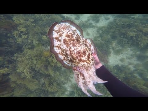 download lagu mp3 mp4 Spearfishing Port Phillip Bay Victoria, download lagu Spearfishing Port Phillip Bay Victoria gratis, unduh video klip Spearfishing Port Phillip Bay Victoria