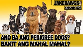Are American Bullies, Pedigree Dogs? | MICRO EXOTIC BREEDING PHILIPPINES