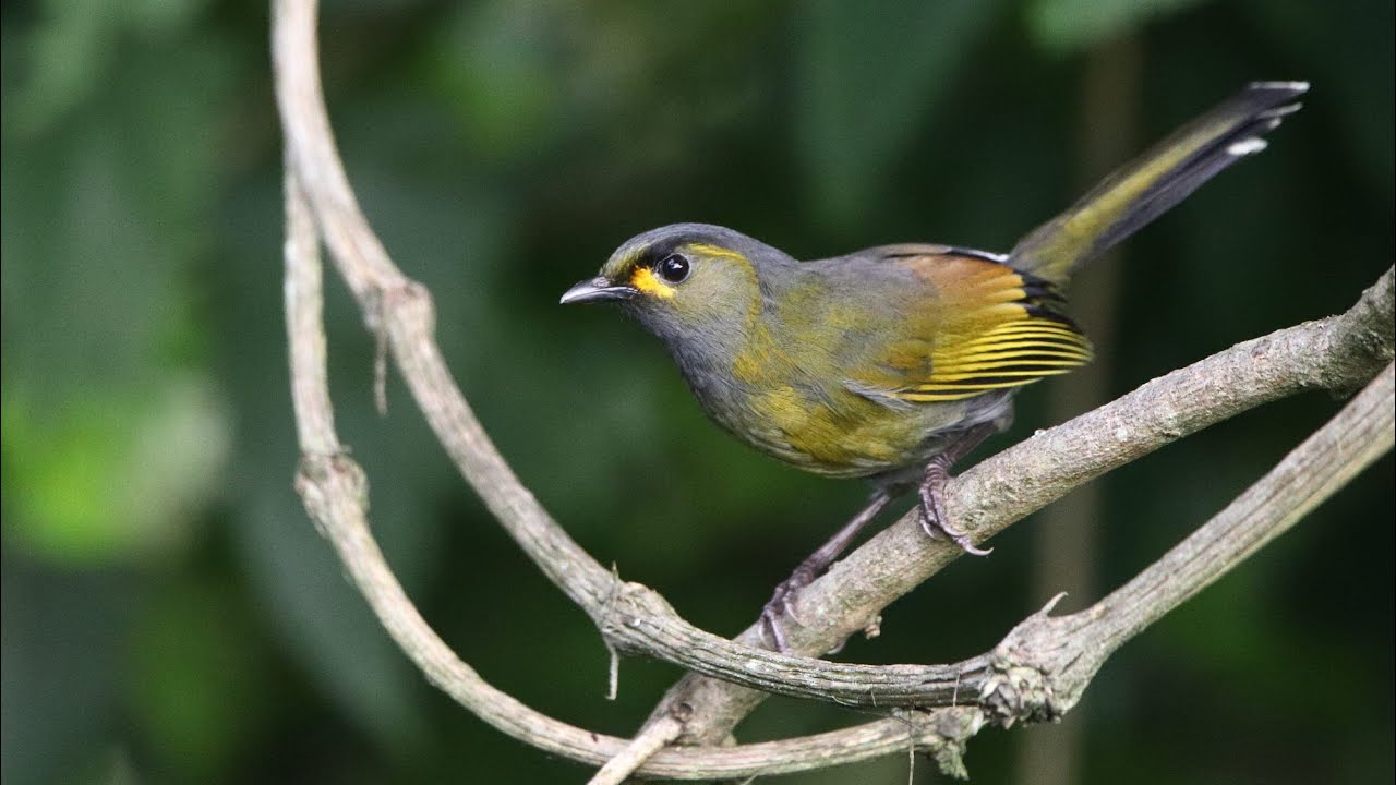 Birding Taiwan, with Victor Chen