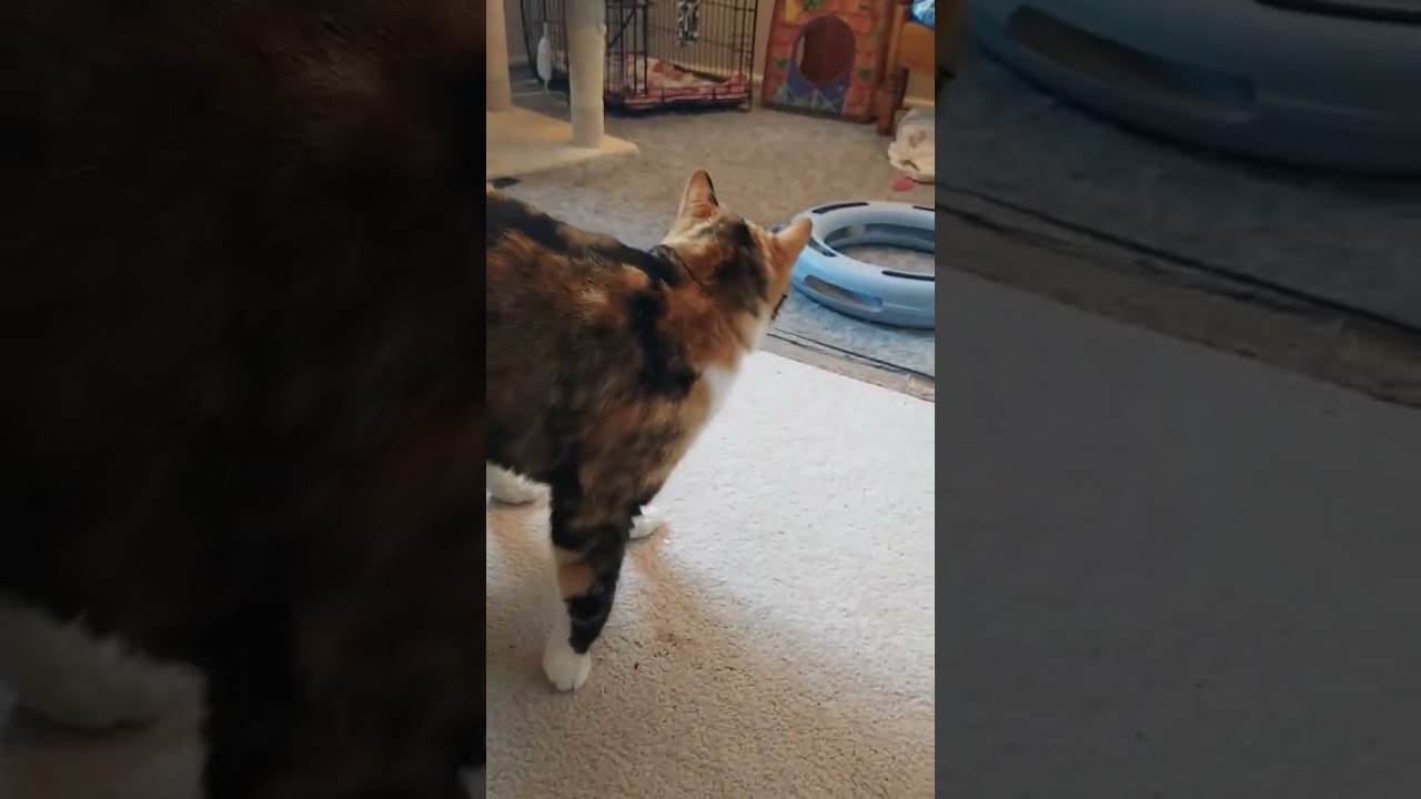 Enlarge Remi, a ADOPTABLE Domestic Short Hair in Colorado Springs, CO video 6/6