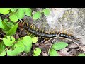 Encountering The Largest Centipede In North America 🇺🇸 The Giant Redheaded Centipede & Venomous 🌿