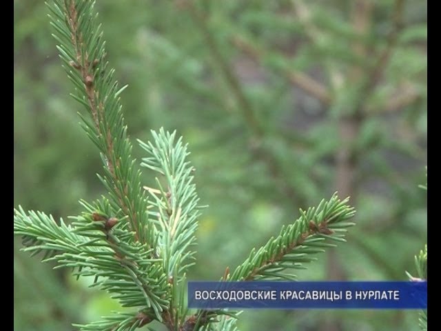 В парке, на сахарном...