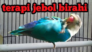 Download lagu LOVEBIRD JANTAN BIRAHI TINGGI UNTUK TERAPI JEBOL BIRAHI LOVEBIRD KONSLET mp3