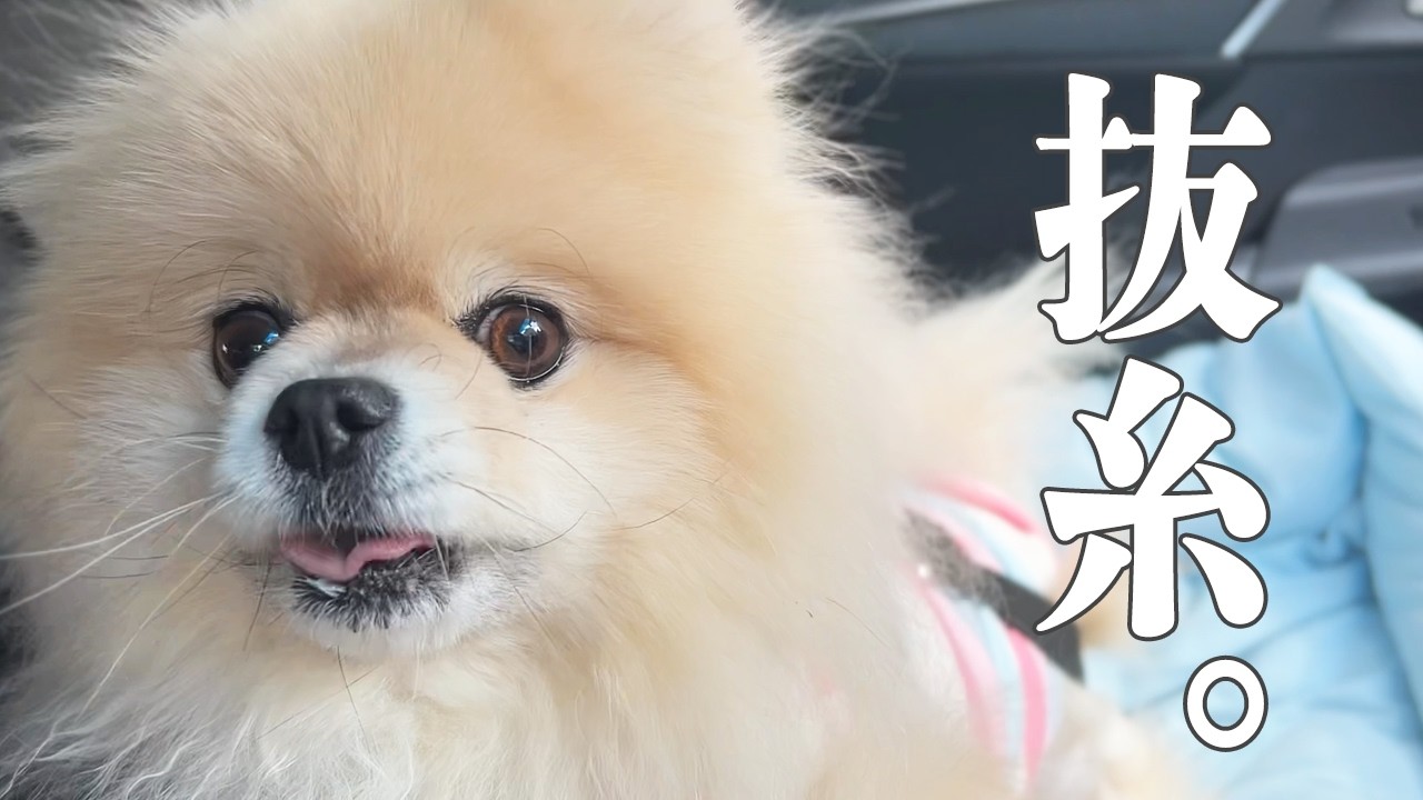 モチ抜糸！病理検査の結果に肝が冷えました…。【2026.2月中旬・抜糸完了 闘病記録③ 】