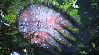 The Great Bear (2011) Video