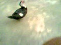 Video From My Phone