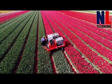 How Billions Of Tulip Flower Are Produced - From Planting To Harvest Process With Mordern Technology