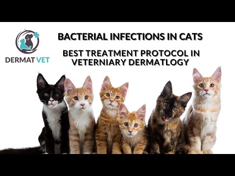 BACTERIAL SKIN INFECTIONS IN CATS - TREATMENT PROTOCOL IN #VETERNIARYDERMATOLOGY