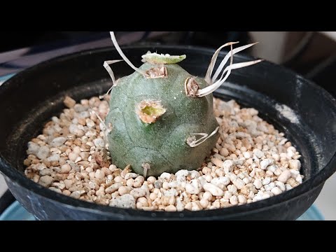 園芸 幾何学的なテフロカクタス、幾何学的なウチワサボテン