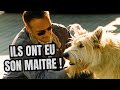 La Brigade A Un Nouveau Membre à 4 Pattes ​ Alerte Cobra