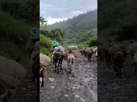 los coroteos a lomo de mula desde santa Cecilia Risaralda #campo #arrierossomos