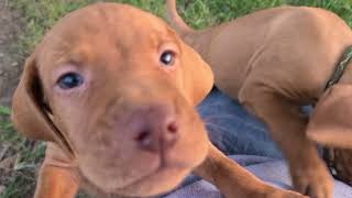 Hungarian Vizsla Puppies Videos