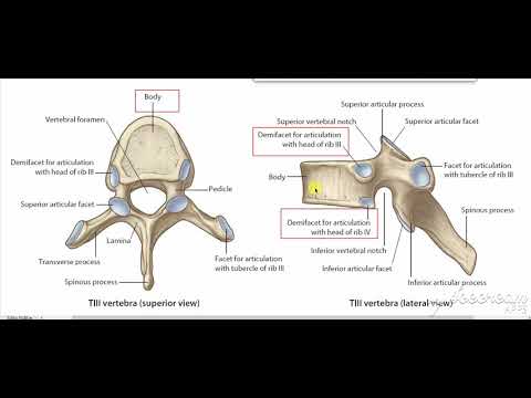 Typical Thoracic vertebrae