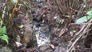 Download lagu Tempat Mandi Babi Hutan || Orang Kampung mp3 Download lagu Tempat Mandi Babi Hutan || Orang Kampung mp3