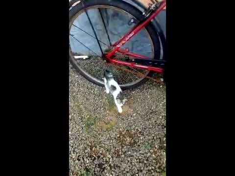 Cute kittens playing