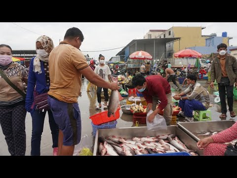 Amazing Big Site Distributes Fish, SeaFood in Phnom Penh - Morning Fish Market Scenes