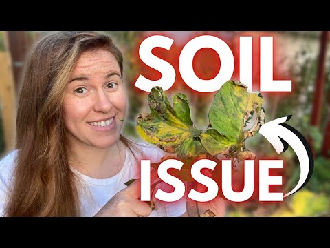Does Blight Over Winter In Your Garden Soil? How To Control Blight In Your Garden | Gardening