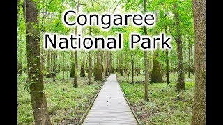 preview picture of video 'Congaree National Park - An unplanned night hike in the swamp.'
