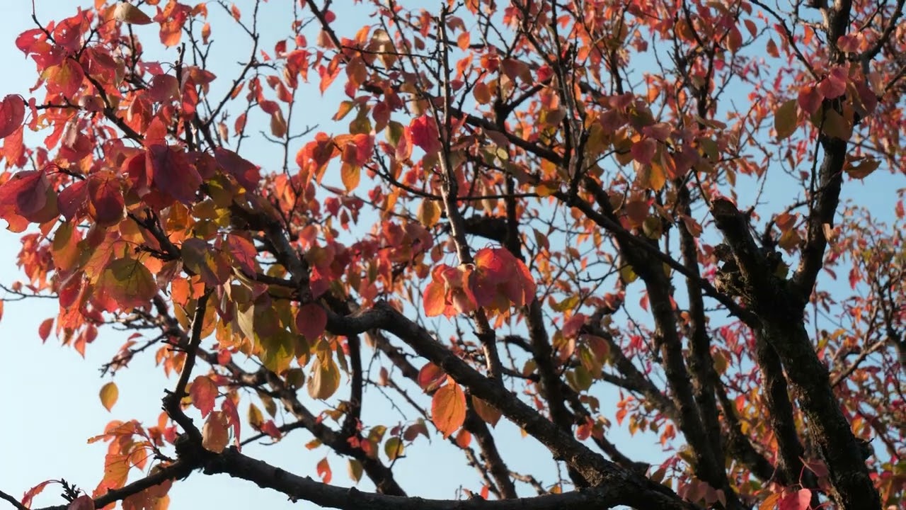 秋の木／autumn tree／m0093
