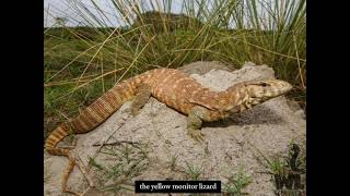Common reptiles in wetlands in Bhutan