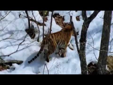 Tigers Fighting Back
