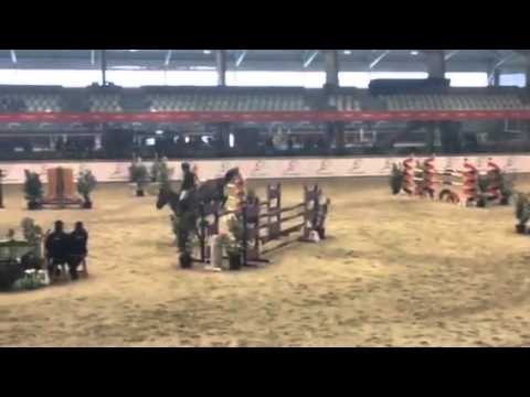 2008 gelding by SANDRO BOY X CENTO animo's famous speedclass