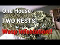 2 MASSIVE Yellow Jackets Nests In The SAME Ceiling Wasp Nest Removals INFESTATION