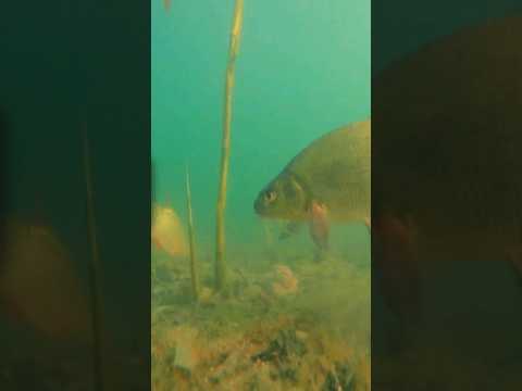 Zanęta Lorpio Grand Prix Roach Dark 1000g film wideo