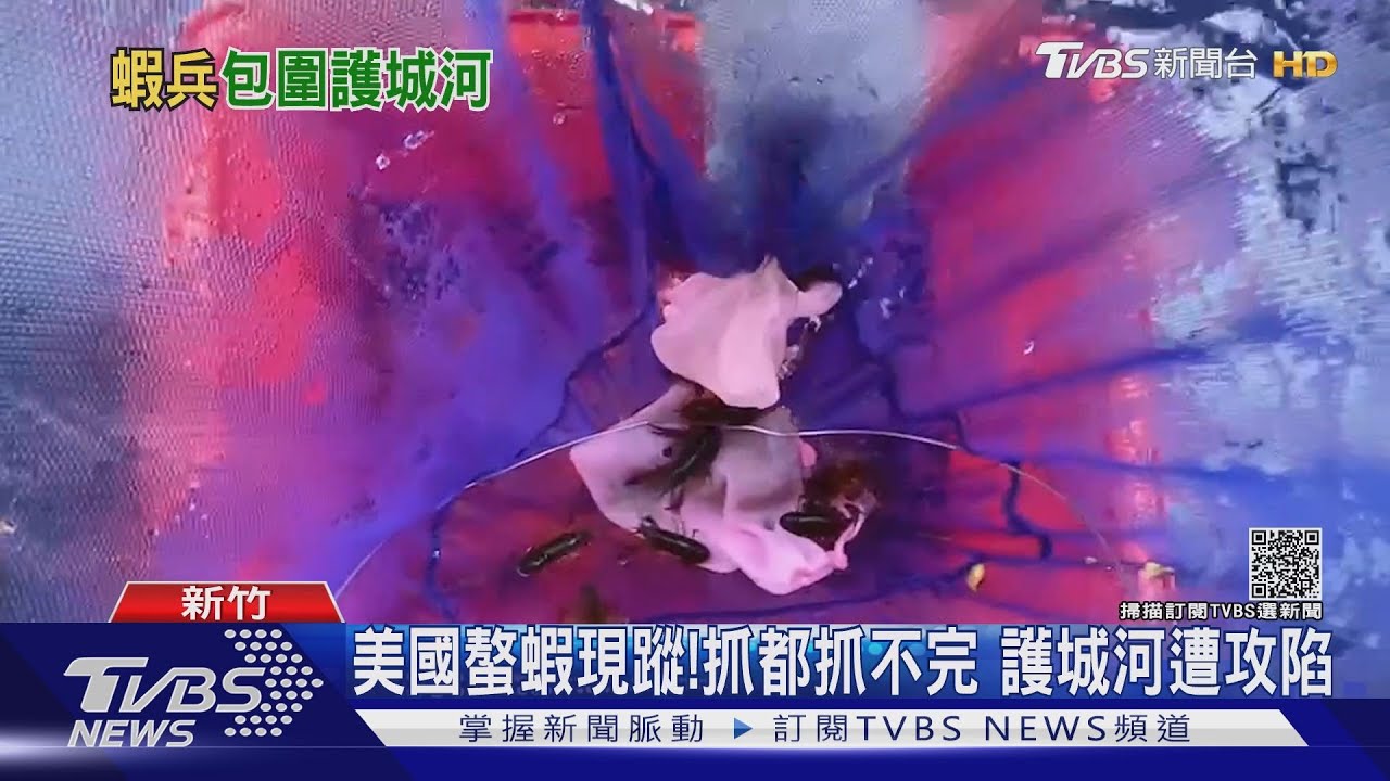 美國螯蝦現蹤！抓都抓不完　護城河遭攻陷