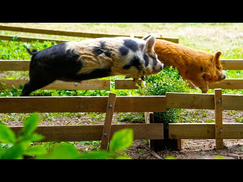 Pig Racing Championships Heat Up!
