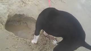 Johnny Cash - Sam Hall