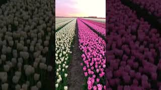 Download lagu Taman Bunga mp3