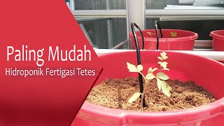 Download lagu Tanam Tomat Menjadi Mudah dengan Hidroponik Sistem Fertigasi Tetes mp3