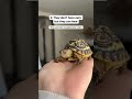 Tortoise fun facts #cuteanimals #tortoise #babyanimals #petshorts   #pets
