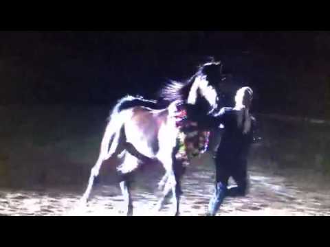 Pogrom Arabians Breeders World Cup Champion Stallion