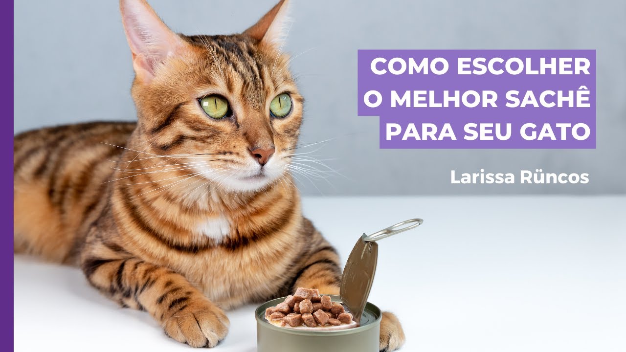 Como escolher o melhor sachê ou patê para o seu gato