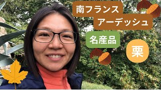 南フランス アーデッシュ名産品は栗🌰庭の栗の木🍁Chestnut trees in Ardèche.